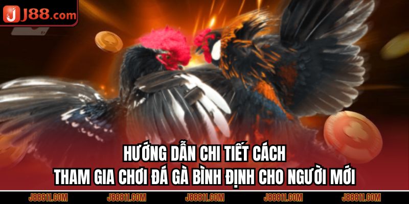 Hướng dẫn chi tiết cách tham gia chơi đá gà Bình Định cho người mới